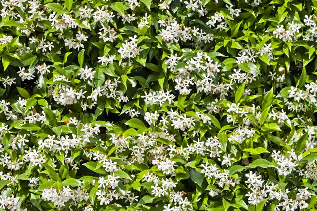 Klimplanten van Plant2Go