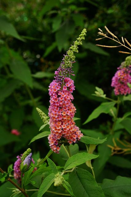 Vlinderstruik (Buddleja 'Flower Power')