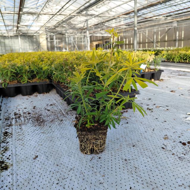 Jonge plant met kluit in de kas