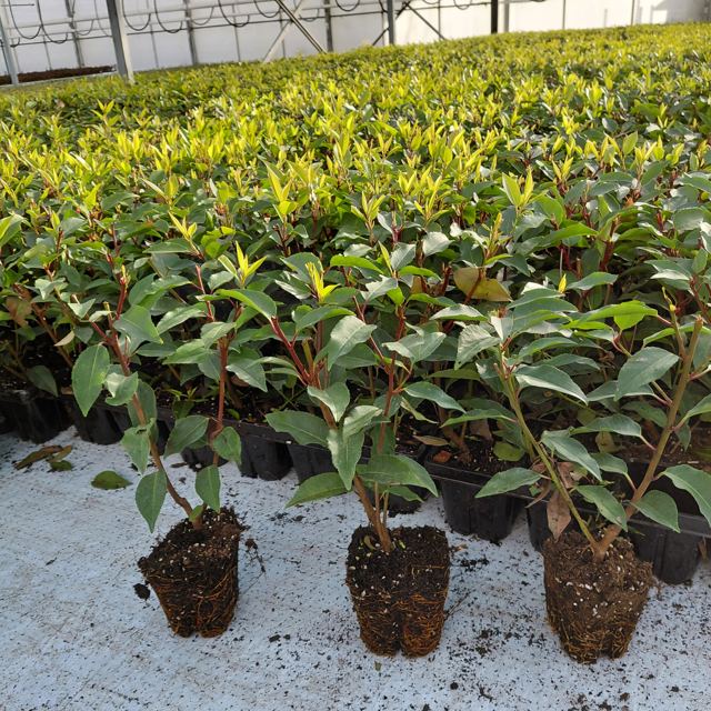 Jonge haagplanten