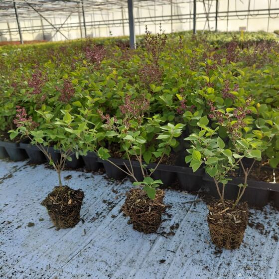 Jonge planten met kluit