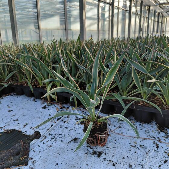 Planten in trays